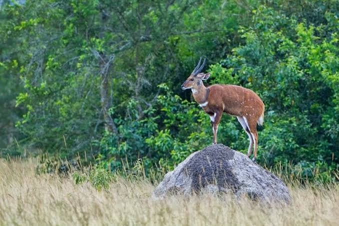 What Animals Can You See on Safari in Rwanda? Bushbuck