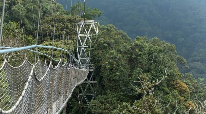 Canopy Walk Adventures in Nyungwe Forest Rwanda