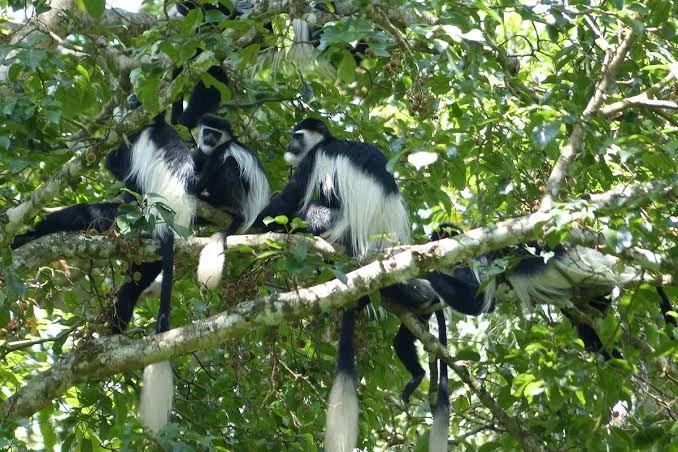 Colobus Monkeys, Primates and Birdwatching in Rwanda