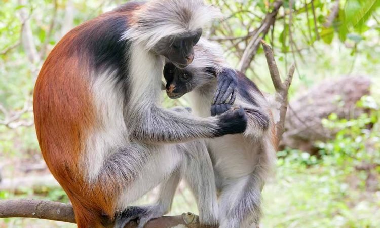 Colobus Monkeys, Primates and Birdwatching in Rwanda