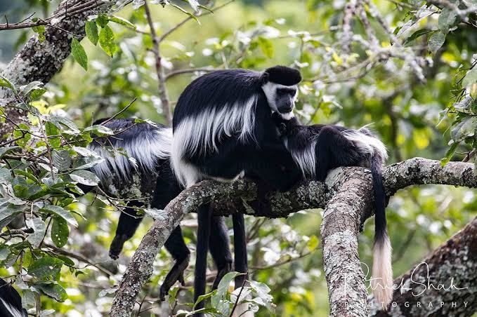 What Is Nyungwe Forest Famous For colobus monkeys and primates