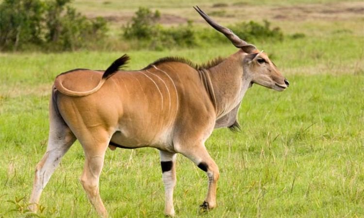 What Animals Can You See on Safari in Rwanda? Eland