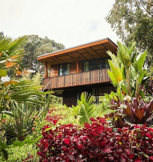 The Wilderness Bisate vs One&Only Gorilla's Nest comparison brings together two of the most distinctive luxury gorilla accommodations near Rwanda's Volcanoes National Park.