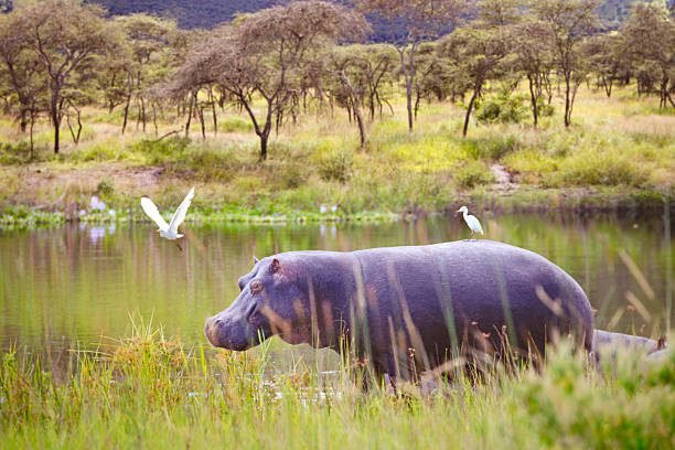 Full Day Private Akagera National Park Safari Experience Rwanda