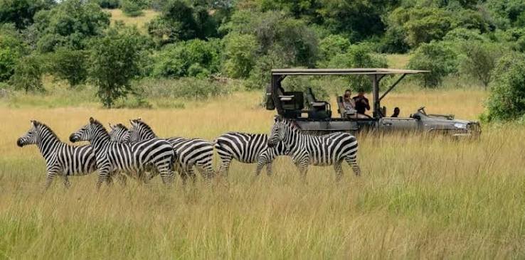 Game Drives in Akagera National Park Rwanda