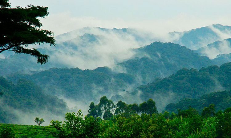 Gardens and Virunga Mountain atmosphere in Rwanda