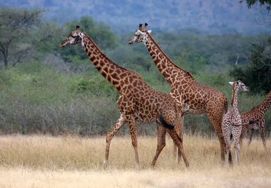 Giraffes in Rwanda during an Akagera National Park safari