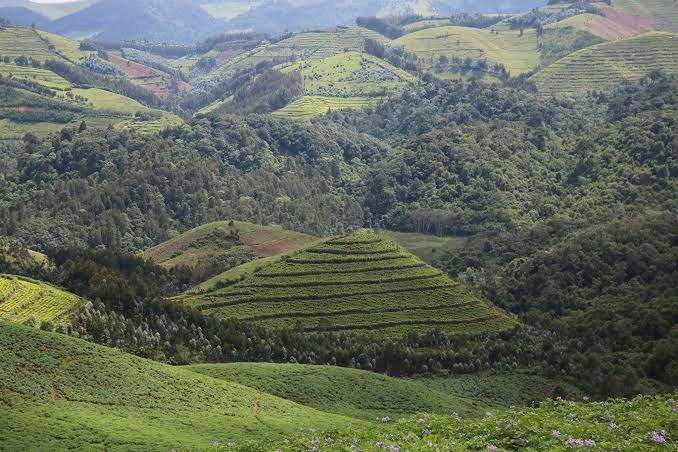 Gishwati-Mukura National Park Rwanda