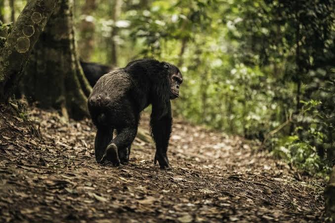 Gishwati Mukura National Park forest experience in Rwanda