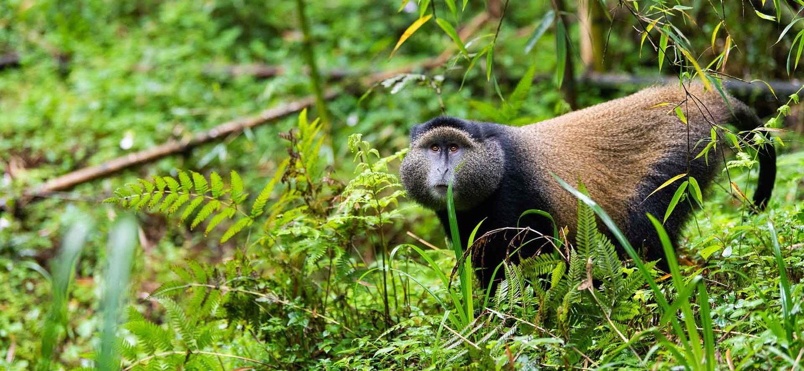 Golden Monkey Trekking in Rwanda