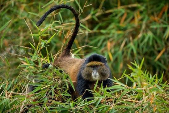 Golden monkey trekking in Rwanda