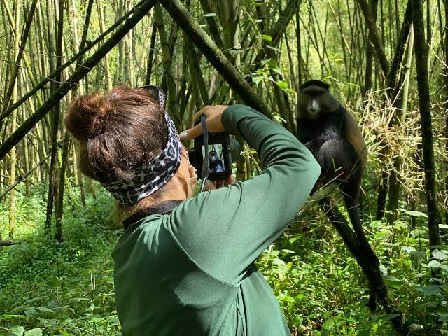 Golden Monkey Trekking in Rwanda
