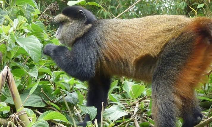 Golden Monkey Trekking Experience in Rwanda