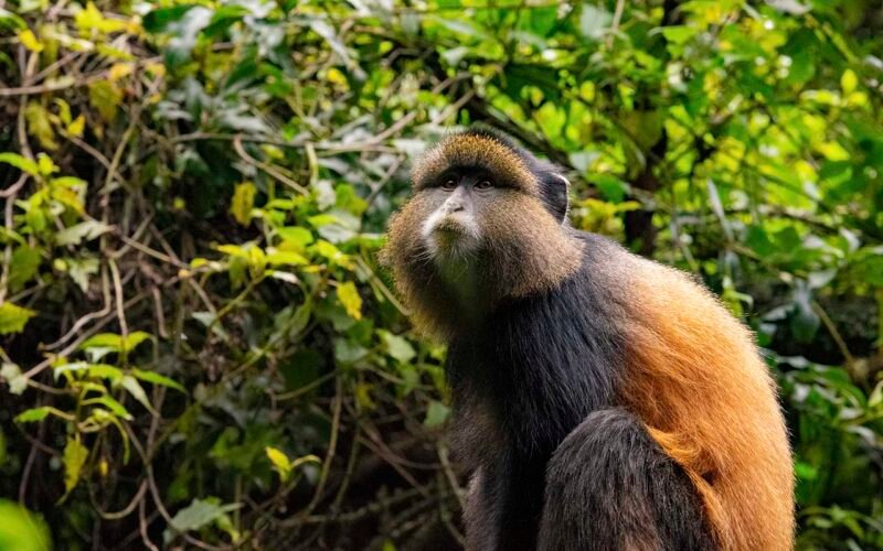 4 Days Luxury Gorilla and Golden Monkeys Rwanda