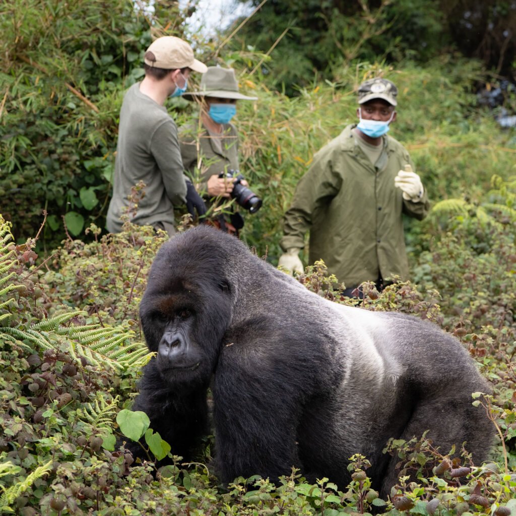 4 Days Ultra-Luxury Gorilla Trekking Rwanda