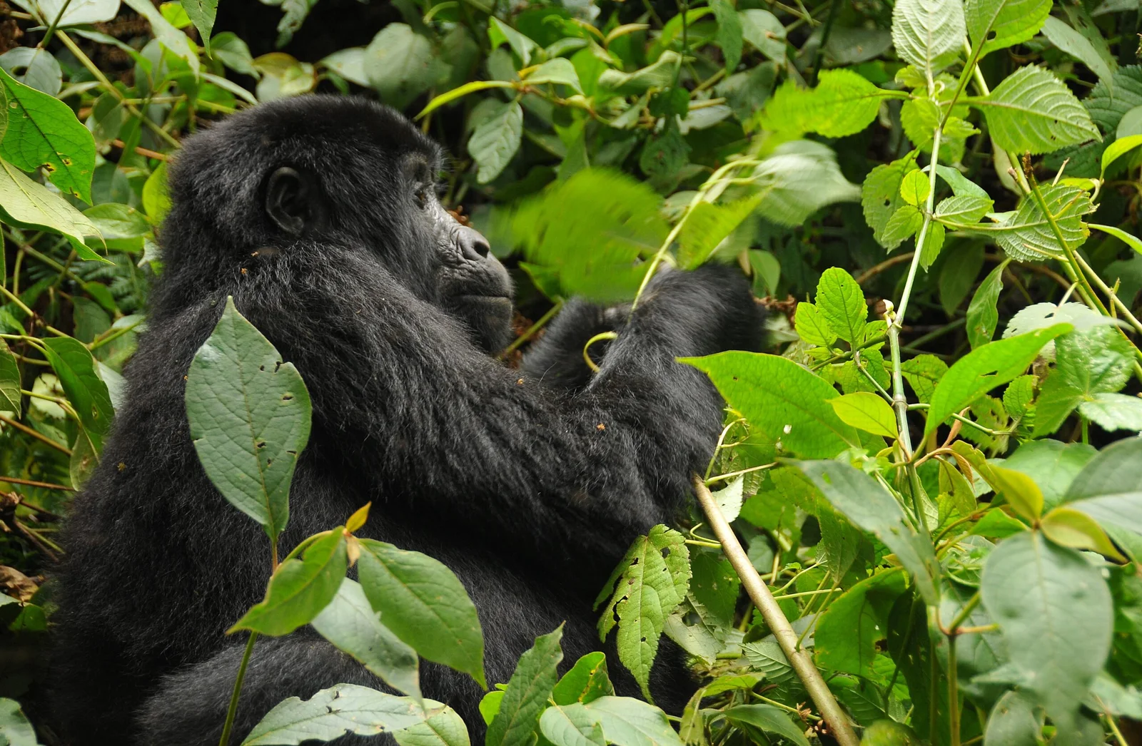 Gorilla trekking preparation experience in Rwanda