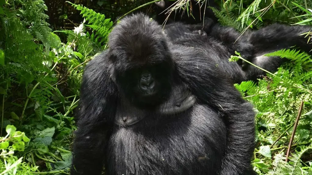 A 2 Days Luxury Gorilla Trekking Rwanda safari is the perfect choice for travellers who want to experience one of the world’s most extraordinary wildlife encounters within a short but highly personalised journey. Rwanda’s mountain gorilla experience is internationally recognised for its exclusivity, conservation