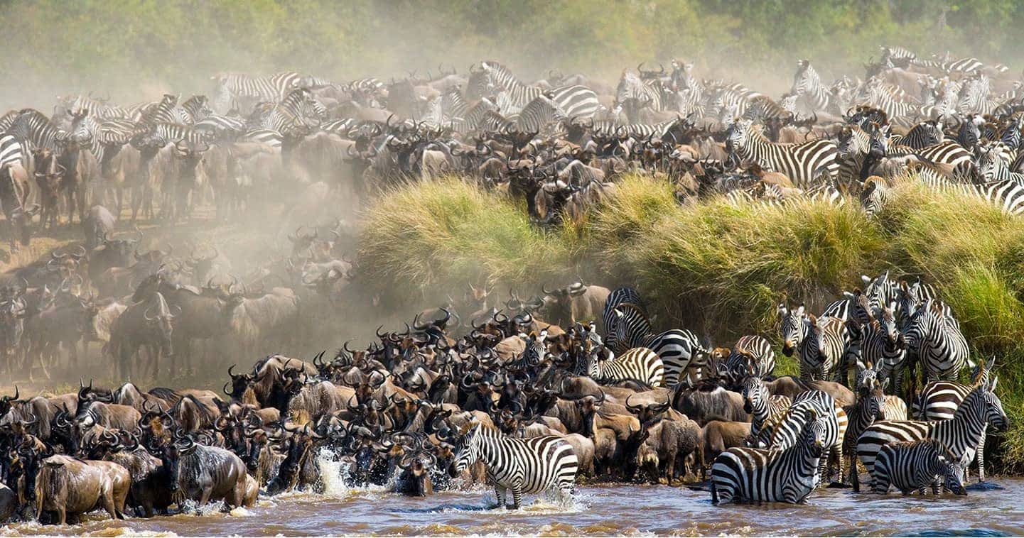 Great Migration During Rwanda and Kenya Safari
