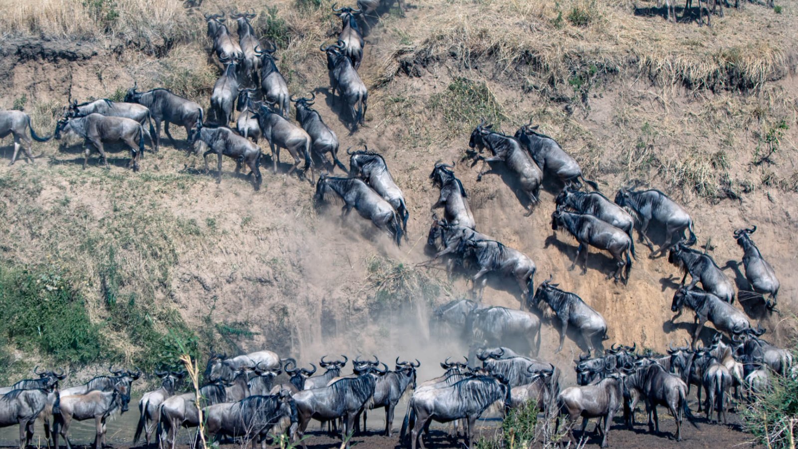 Great Migration During Rwanda and Kenya Safari