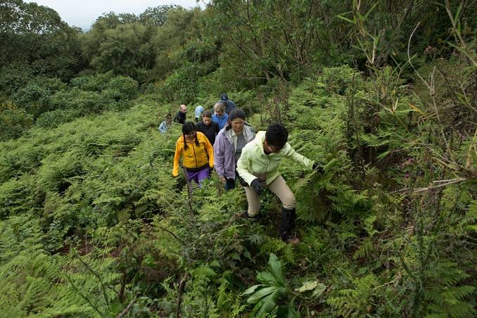 What Is Nyungwe Forest Famous For hiking trails and rainforest scenery