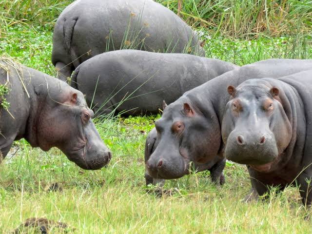 What Animals Can You See on Safari in Rwanda? Hippopotamus