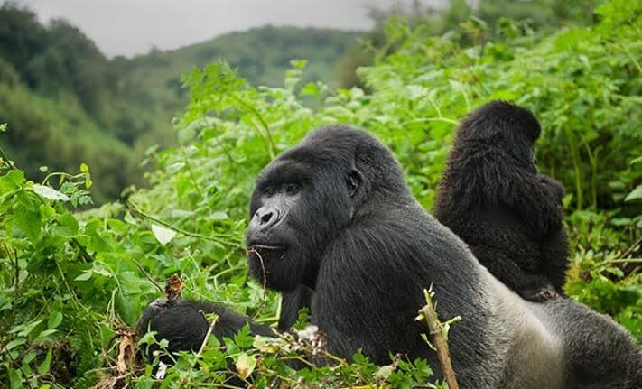 Hirwa Gorilla Family in Rwanda