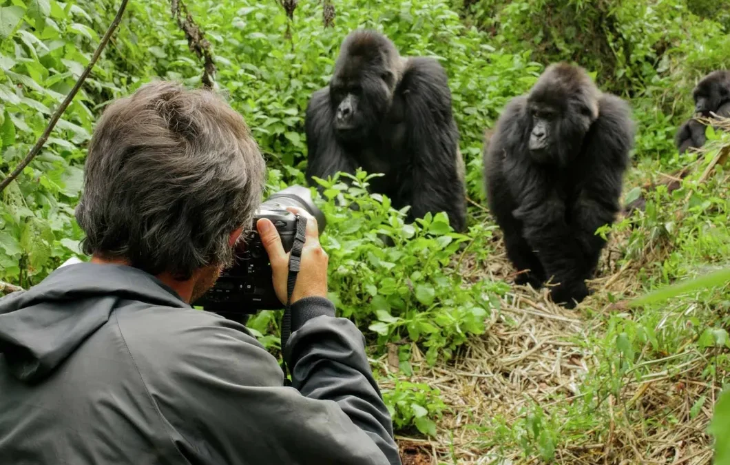 How to photograph gorillas during a Rwanda gorilla trekking safari