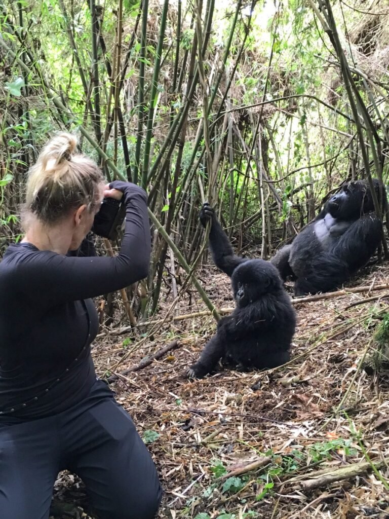 A Rwanda Safari With Two Gorilla Treks is one of the most exclusive wildlife experiences available in Rwanda, designed for travellers who want to go beyond a single gorilla encounter and experience the magic of mountain gorillas twice during the same journey. This carefully crafted safari allows you to explore the breathtaking landscapes of Rwanda, visit the legendary