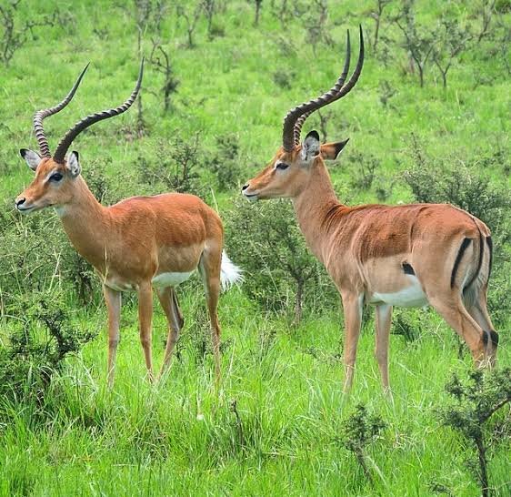 What Animals Can You See on Safari in Rwanda? Impala