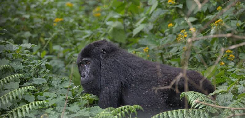 What Are the Best Gorilla Families to Visit in Rwanda? Karisimbi Gorilla Family