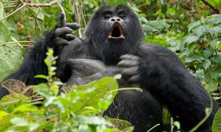 Karisimbi Gorilla Family in Rwanda