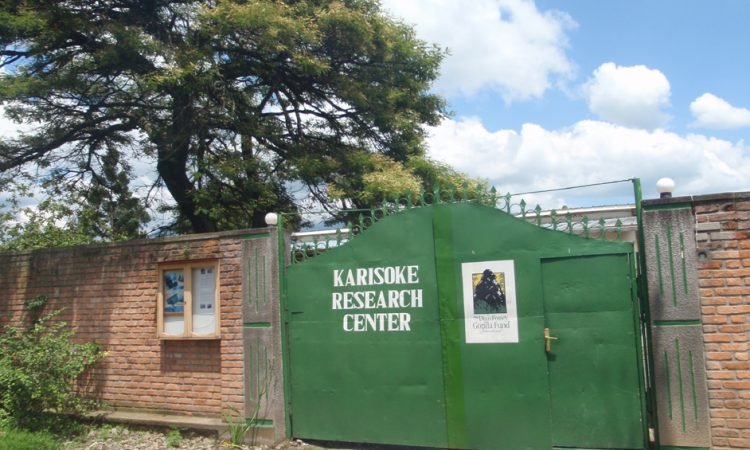 Karisoke conservation experience in Rwanda