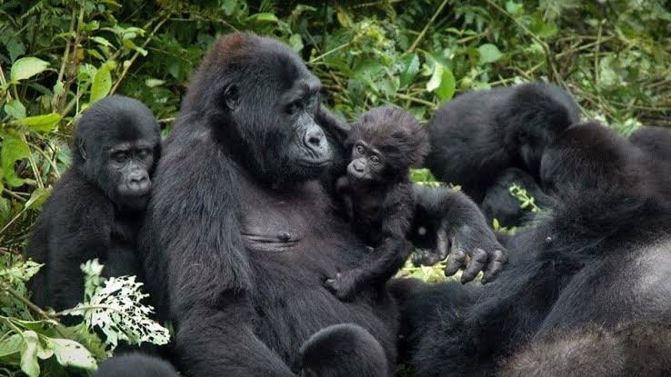Kigali to Gorilla Trekking Safari