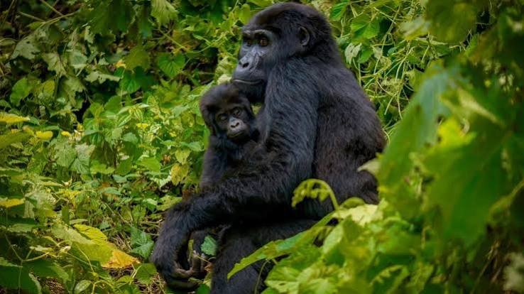 Kivu Queen luxury gorilla and chimpanzee safari experience in Rwanda