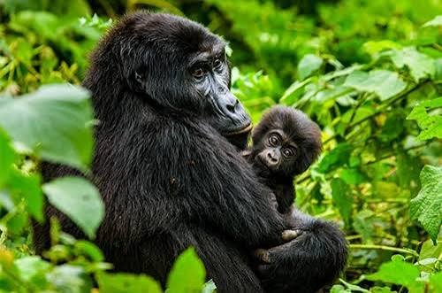 9 Days Luxury Rwanda Safari