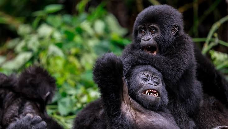 Kivu Queen Luxury Gorilla and Chimpanzee Safari Rwanda