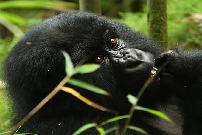 1-Day Gorilla Trekking Itinerary in Rwanda