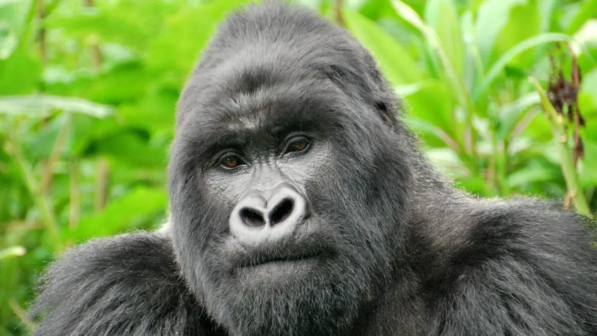 What Are the Best Gorilla Families to Visit in Rwanda? Kwitonda Gorilla Family