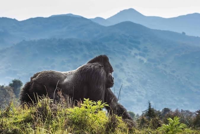 How Long Does Gorilla Trekking Take in Rwanda?