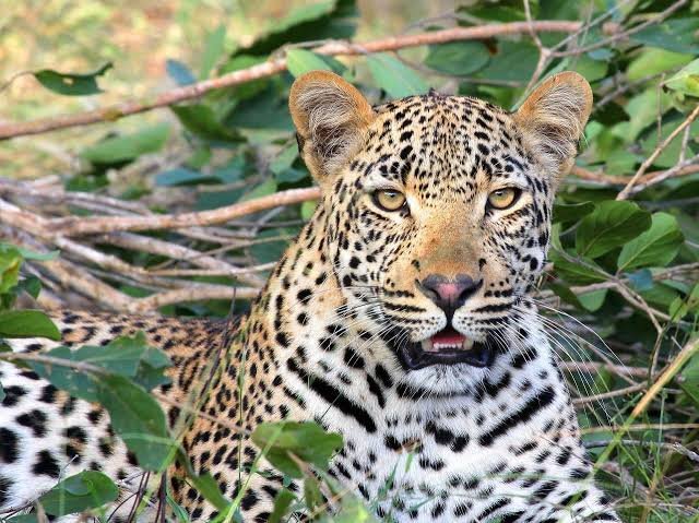 What Are the Big Five Animals in Rwanda? Leopard