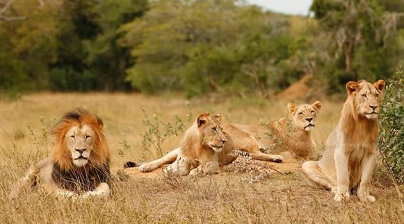 What Are the Big Five Animals in Rwanda? Lion safari experience