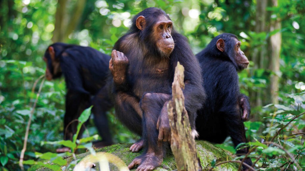 12 Days Grand Luxury Rwanda Safari