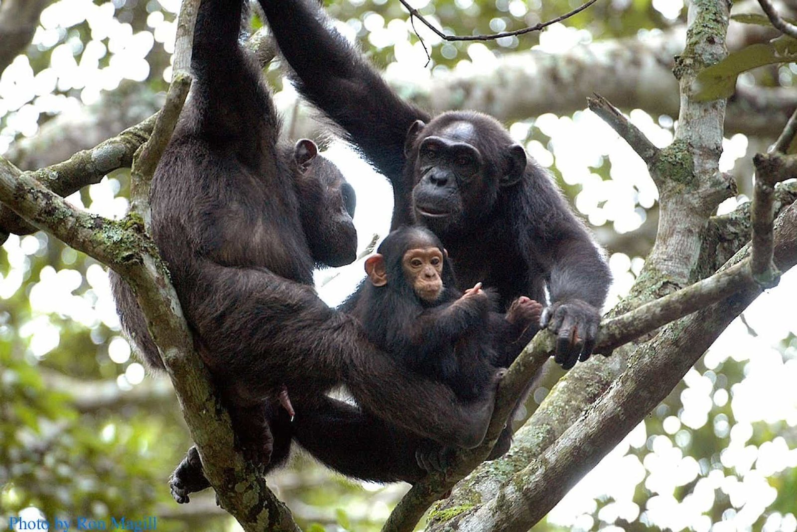 Can You Fly Internally in Rwanda? Luxury chimpanzee trekking in Nyungwe Forest