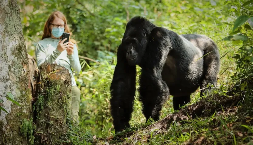 How Long Does Gorilla Trekking Take in Rwanda? One hour with mountain gorillas