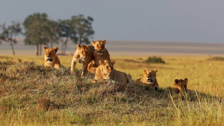 Luxury Rwanda and Tanzania Safari