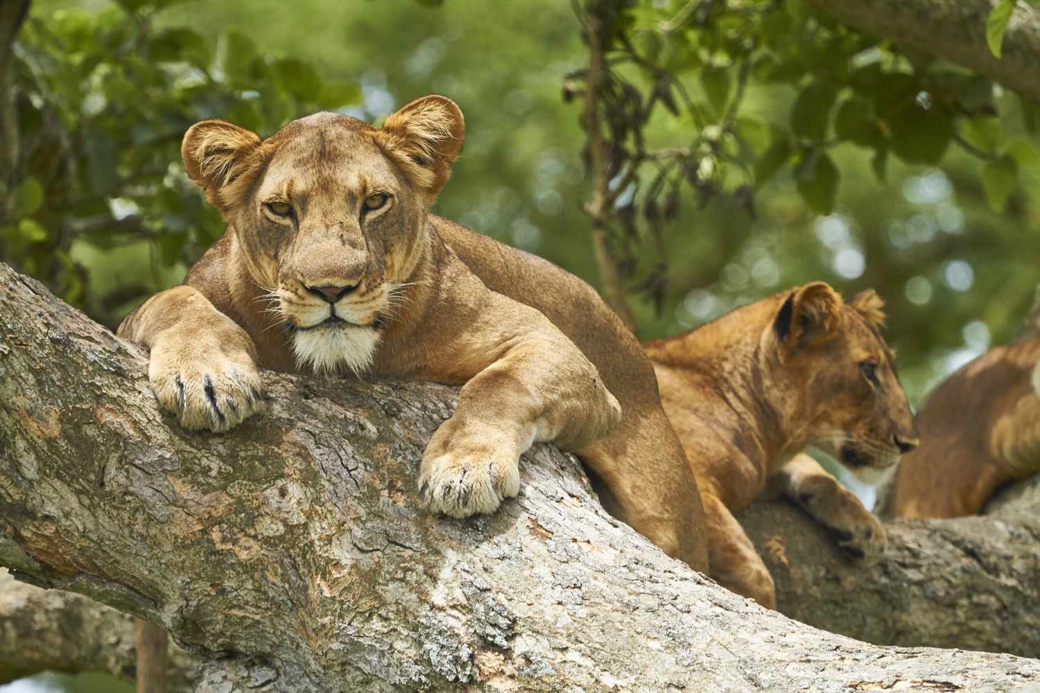Difference Between Rwanda and Uganda Gorilla Trekking Safari Combinations