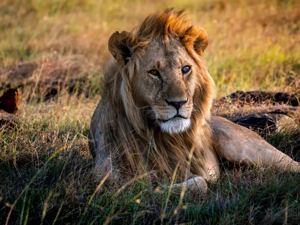 Maasai Mara The Classic Kenya Safari Experience