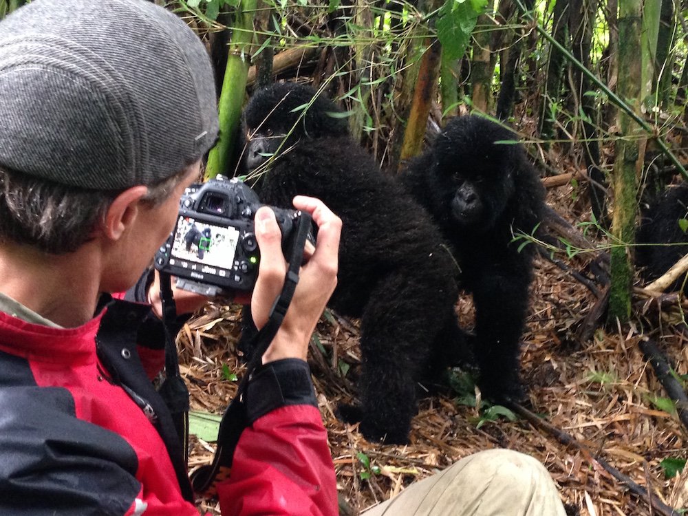 Mountain Gorilla Filming in Rwanda