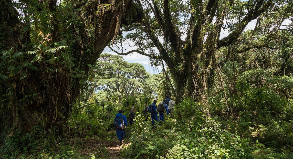 Nature walks around Bisate Reserve in Rwanda