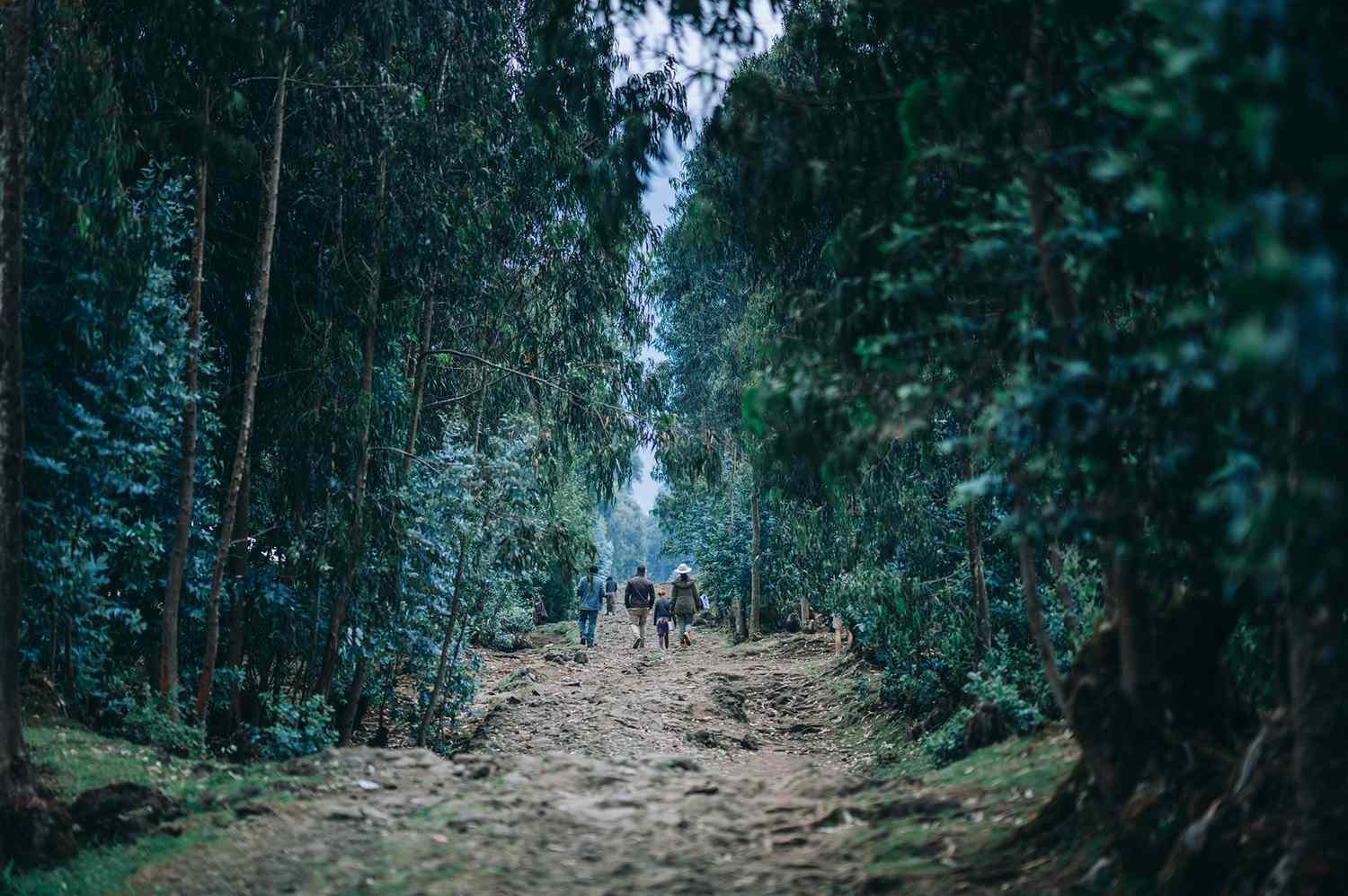Guided nature walks around Wilderness Bisate Reserve Rwanda